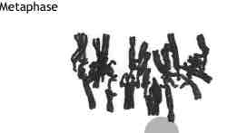 <p>.Pairs of chromatids align themselves along the centre of the EQUATOR of the cell </p><p>-The chromosomes become attached to the spindle fibres at the centromere</p><p>-Contraction of the spindle fibres draws the individual chromatids apart</p>