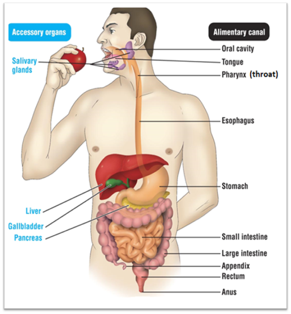 <p>Large intestine</p>
