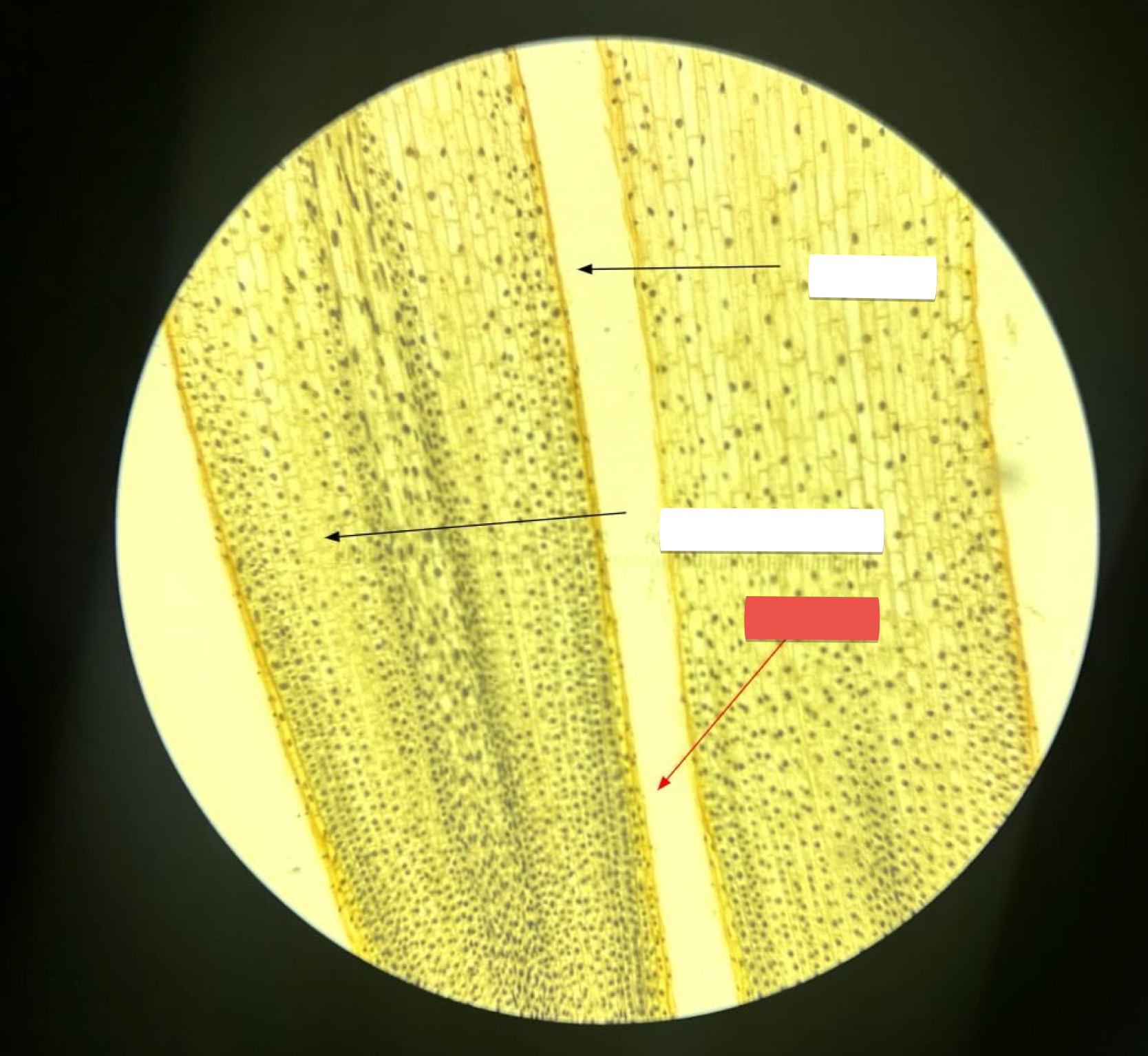 <p>identify the part in red</p>