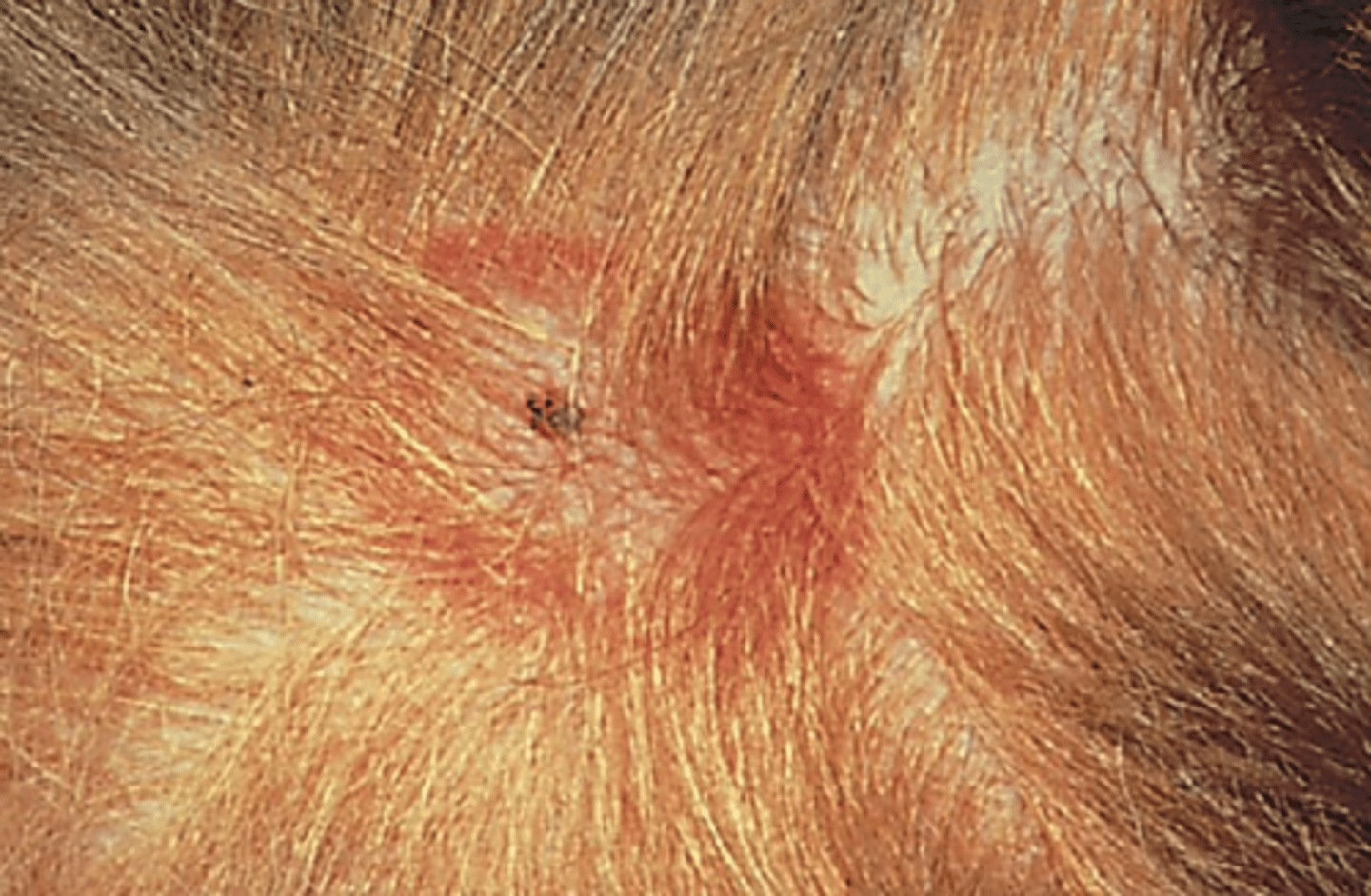 <p>Dogs appear to develop little or no resistance to Rhipicephalus sanguineus re- infestations!</p><p>Anaemia in heavy infestations;</p><p>Inflamed nodule at site of tick attachment, erythema, pruritus (hypersensitivity), self trauma;</p><p>Signs of tick-borne diseases;</p>