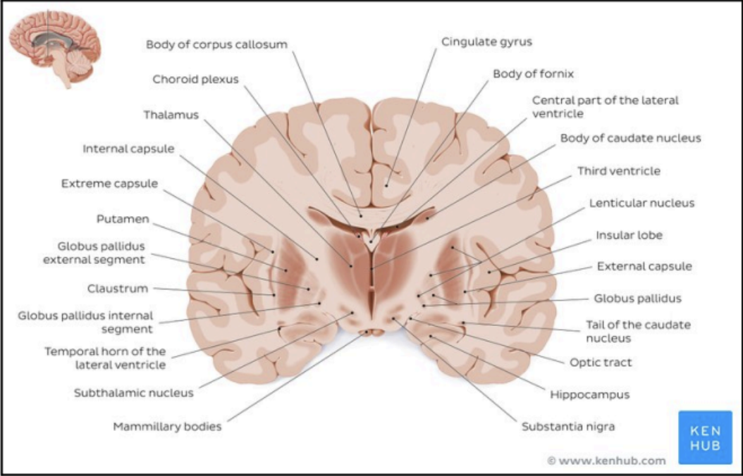 <p>Parts of the brain on a coronal section cut</p>