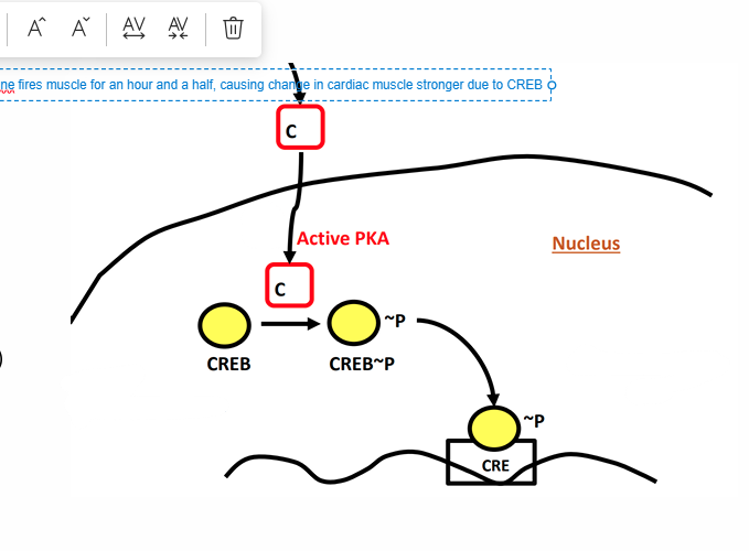 <ul><li><p>This protein is used to gain gene expression from GPCR</p></li><li><p>More of this protean means more stimulation on GPCR to release</p></li><li><p><strong>• Enables gene transcription from a membrane-bound receptor</strong></p></li><li><p>PKA activation can activate this protein (phosphorylates CREB at Serine 133)</p></li><li><p><strong>• Chronic activation can lead to appreciable gene transcription(continuous activation</strong>)</p><ul><li><p>Increased mitochondrial biogenesis <strong>• Cardiac muscle remodeling(more cardiac strength) • Uncoupling protein (UCP1) generation in brown adipose tissue receptor</strong></p></li></ul></li><li><p></p></li></ul><p></p>