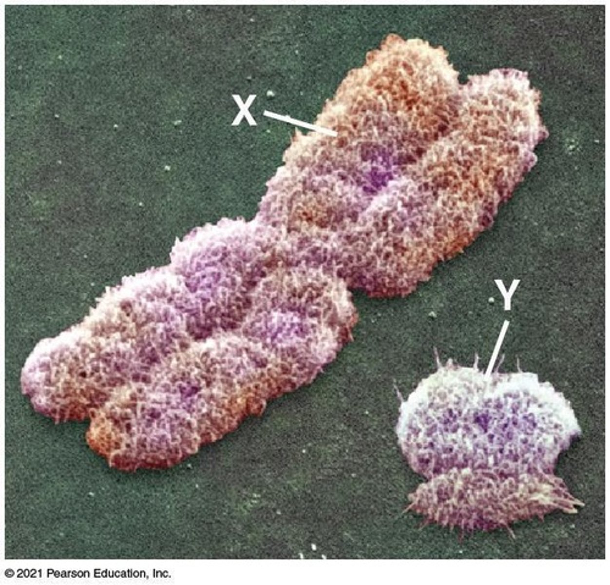 <p>Mammals have a larger X chromosome and a smaller Y chromosome.</p>