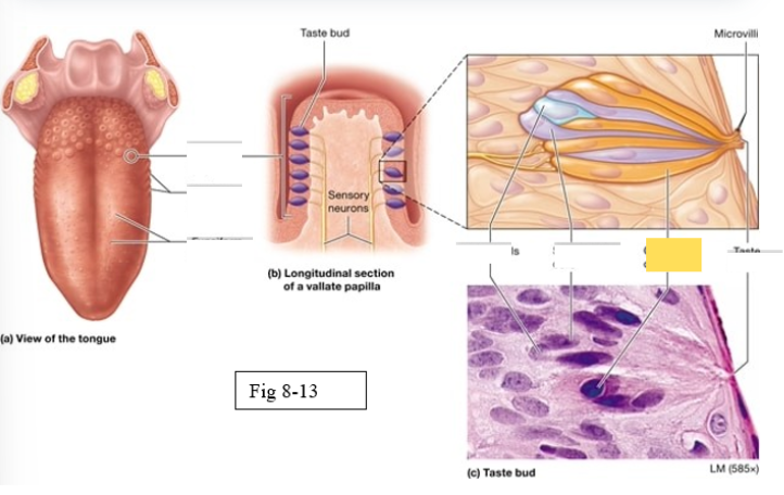<p><span style="background-color: transparent; font-family: &quot;Times New Roman&quot;, serif;"><span>receptors for gustation; located primarily on the superior surface of the tongue</span></span></p>