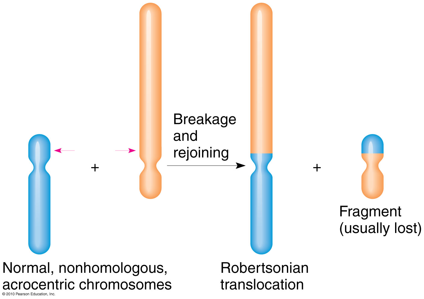 <p>acrocentric chromosome- centromere is located near one end, resulting in a very short arm (p) and a long arm (q)</p><p>break near centromeres, form metacentric chromsomes, small fragment is lost</p><p>genes are now in different location, BUT GENE DOSAGE IS THE SAME</p><img src="https://knowt-user-attachments.s3.amazonaws.com/cbba1251-8450-413f-812a-bf26fbcf2cd4.png" data-width="50%" data-align="center"><img src="https://knowt-user-attachments.s3.amazonaws.com/fd2d4a74-2aca-4312-917f-be568117274d.png" data-width="50%" data-align="center" alt=""><img src="https://knowt-user-attachments.s3.amazonaws.com/fcab331b-5e60-41d7-80c3-359d2709dc35.png" data-width="100%" data-align="center"><p>,</p>