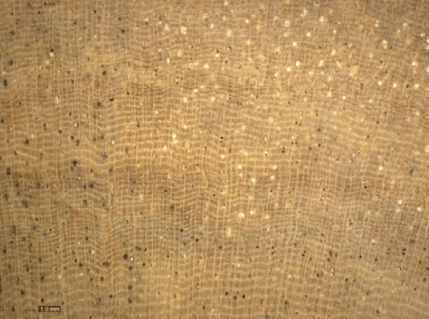 <p>Presence of whitish deposits and concentric parenchyma</p>