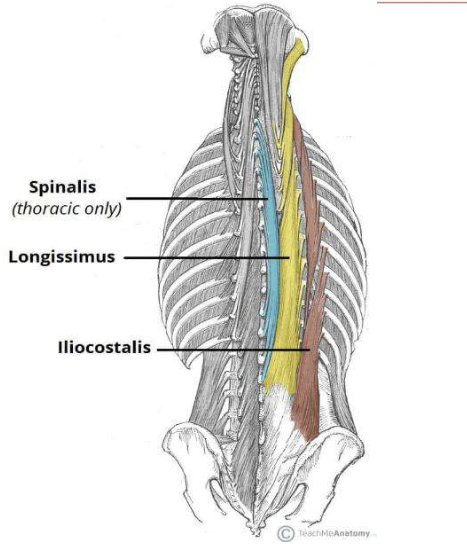 <ol><li><p>iliocostalis</p></li><li><p>longissimus </p></li><li><p>spinalis </p></li></ol><p></p>