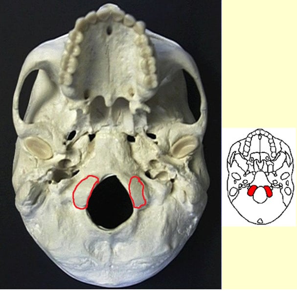 <p>smooth surfaces on sides of foramen magnum</p>