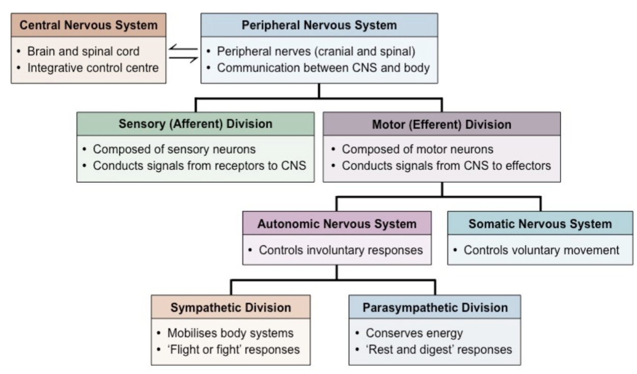 <p>• Peripheral nervous system (PNS) divided into:<br>   • Sensory (afferent) division: brings sensory info to CNS<br>      • begins at receptors → categorized as somatic, visceral, special sensory<br>• Motor (efferent) division: carries out motor commands from CNS<br>   • ends at effectors`<br>   • subdivided into autonomic &amp; somatic nervous systems<br>      • Somatic NS: voluntary; skeletal muscle effectors<br>      • Autonomic: involuntary; glands, smooth &amp; cardiac muscle effectors<br><span style="color: transparent">• divided into sympathetic (“fight-or-flight”) &amp; parasympathetic (“rest-or-digest”) NS</span></p>