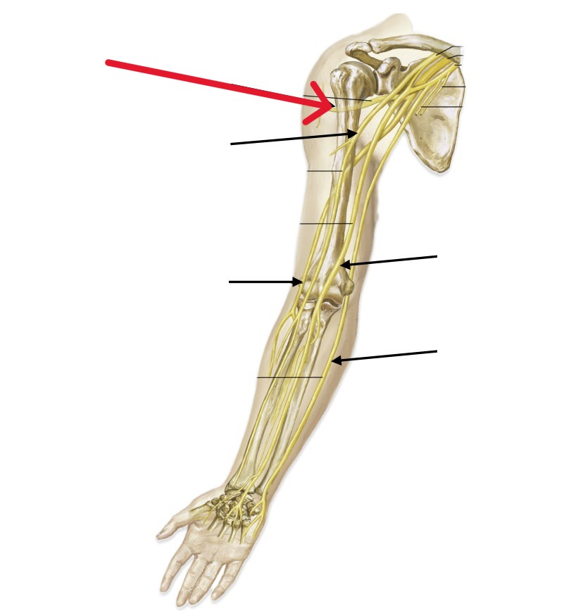 <p>Which nerve of the arm is:</p><ul><li><p>Runs underneath the deltoid</p></li></ul><p></p>