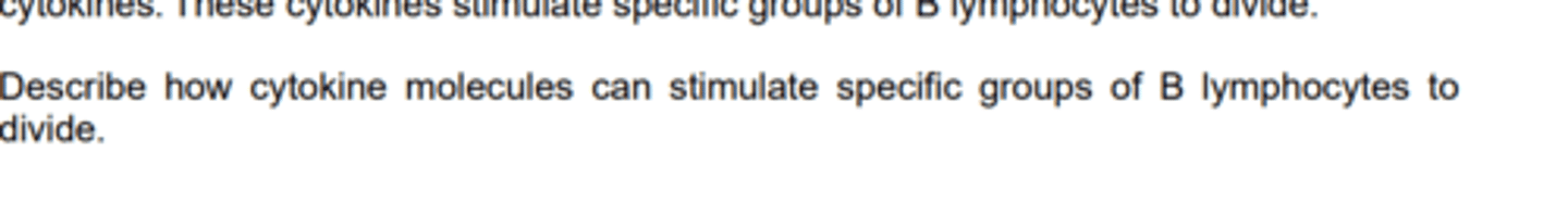 <p>-Has a specific shape</p><p>- Then binds to the receptor on the cell surface membrane of the B Lymphocyte</p><p>-as they have complementary shapes</p><p>-Which stimulates clonal expansion.</p>