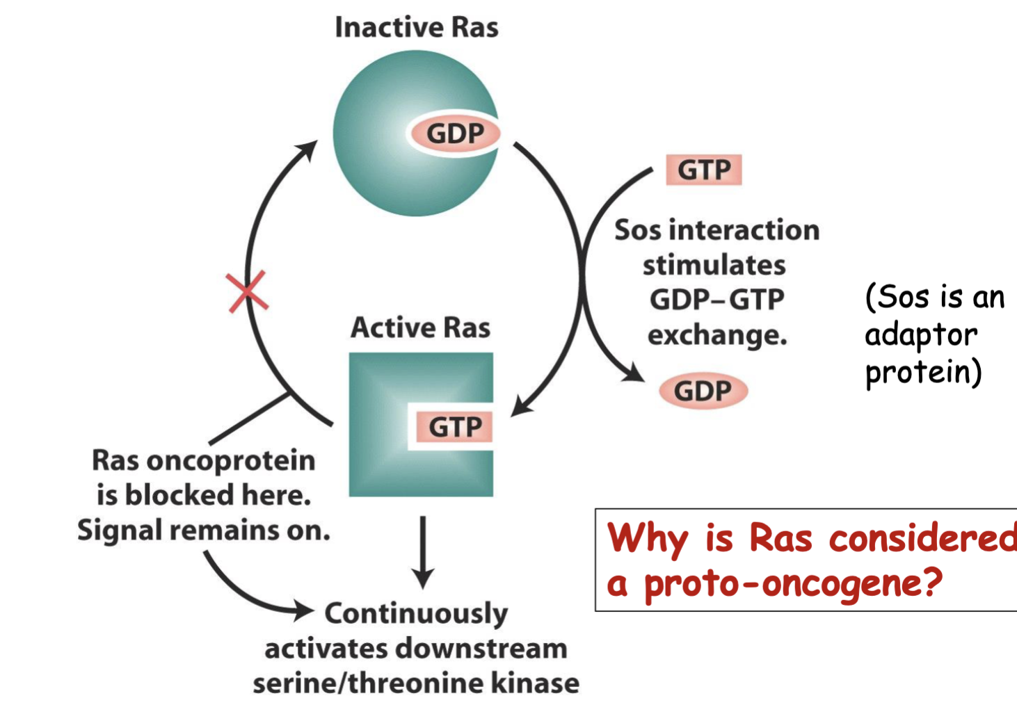 <ul><li><p>the WT form of Ras promotes cell proliferation. If a mutation causes it to be active more than usual, it will become an oncogene and promote excessive cell proliferation (ie. Cancer)</p></li><li><p>constantly on → leads to cancer (potential to turn cancerous)</p></li></ul><p></p>