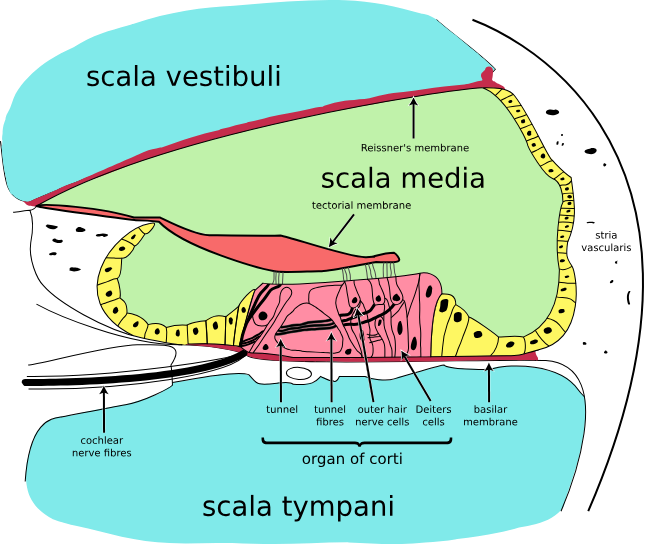 <p>Organ of Corti <span> </span></p>
