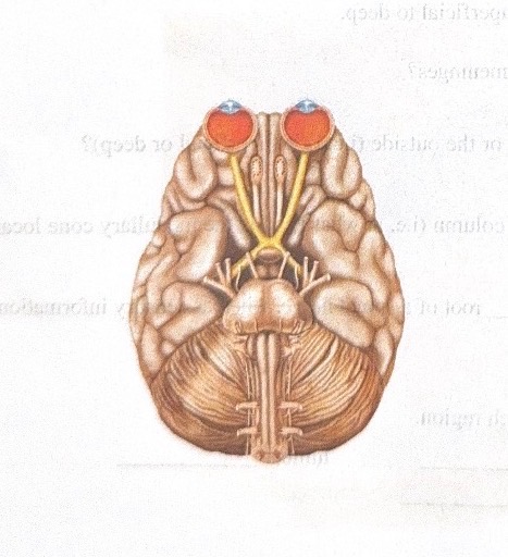 <p>Name this cranial nerve </p>