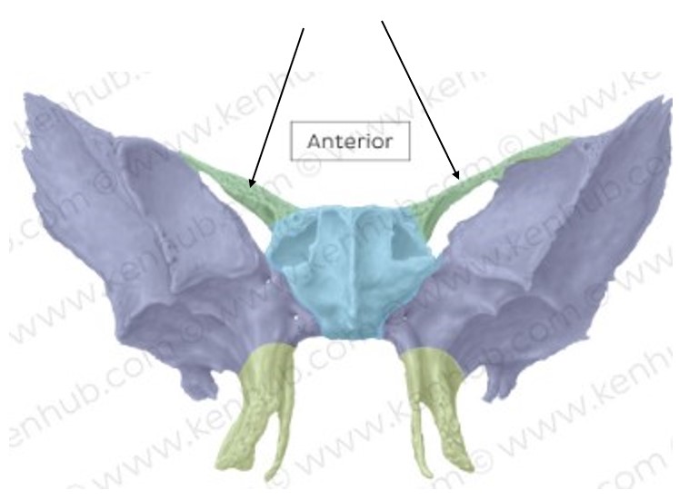 <p>What bone structure is the arrow pointing to? </p>
