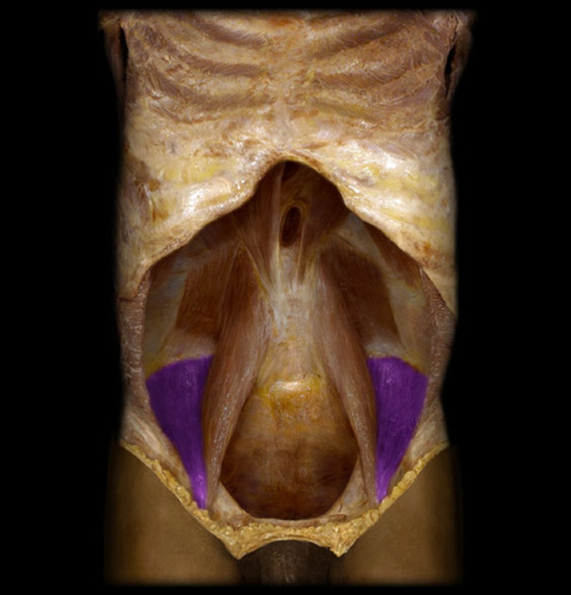 <p>Fills the iliac fossa</p>