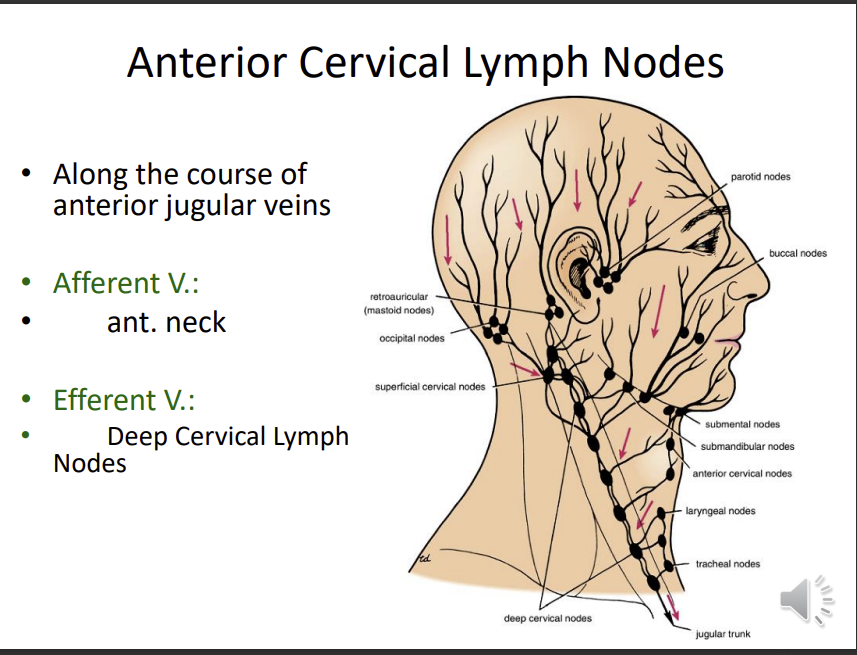 <p>along the course of anterior jugular vein</p><p>afferent - anterior neck</p><p>efferent : DCLN</p>