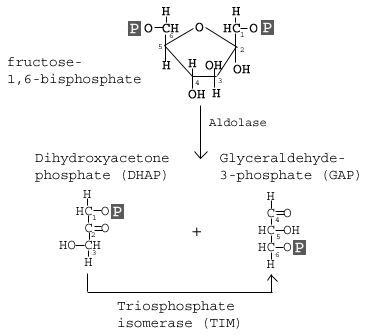 <p>Fructose 1,6-biphosphate » glyceraldehyde 3-phosphate + dihydroxyacetone phosphate</p>