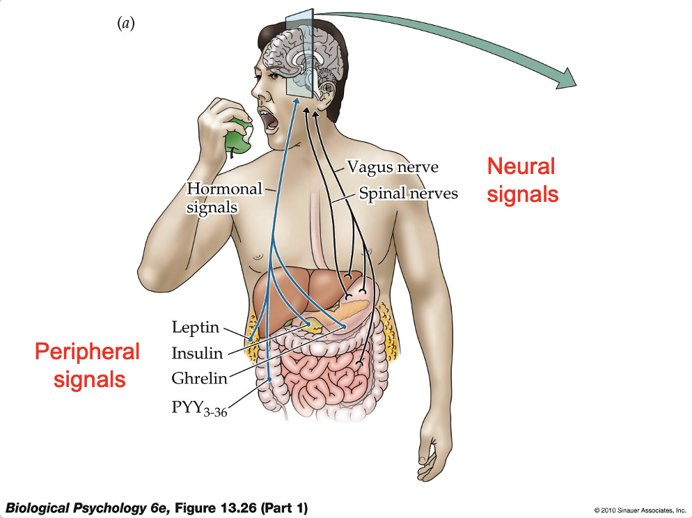 <p><span style="line-height: 20.925px;"><span>Another peripheral signal that is released by the gut after ingestion of food high in protein or fat </span></span></p><p class="Paragraph SCXW87082853 BCX4" style="text-align: left;"><span style="line-height: 20.925px;"><span>CCK release is associated with feelings of satiety </span></span></p><p class="Paragraph SCXW87082853 BCX4" style="text-align: left;"><span style="line-height: 20.925px;"><span>CCK activates receptors in the vagus nerve, that ascends to the NTS, to signal satiety by inhibiting NPY/AgRP and exciting POMC/CART neurons </span></span></p><p class="Paragraph SCXW87082853 BCX4" style="text-align: left;"><span style="line-height: 20.925px;"><span>(Drugs like Ozempic act on this NTS system) </span></span></p>