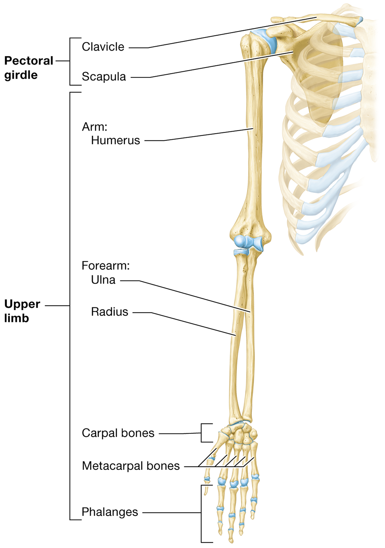 <p><span> the <strong>humerus</strong>, <strong>radius</strong>, <strong>ulna</strong>, <strong>carpals</strong>, <strong>metacarpals</strong>, and <strong>phalanges</strong></span></p>