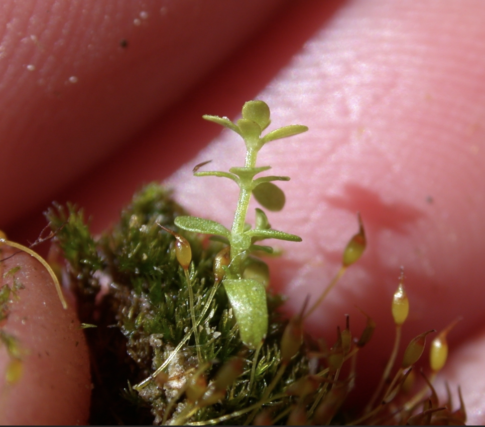 <p>Common Name: Three-petaled bedstraw/Small bedstraw</p><p>2-16in&nbsp;</p><p>Summer to early fall&nbsp;</p><p>Perennial&nbsp;</p><p>Swamps, marshses, wet meadows, and tidal wetlands&nbsp;</p><p>Family: Rubiaceae&nbsp;</p>