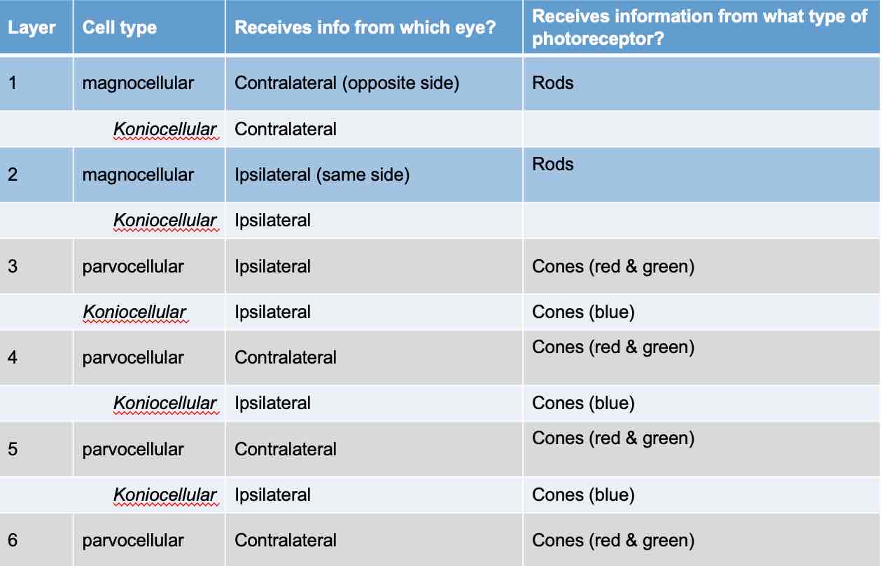 <ul><li><p>Bilateral, multilayered structure (6 )</p></li><li><p>Each layer receives specific types of info from retina</p></li><li><p>Layers distinguished by cell size ( magnocellular = large, parvocellular =small, koniocellular = tiny)</p></li></ul>