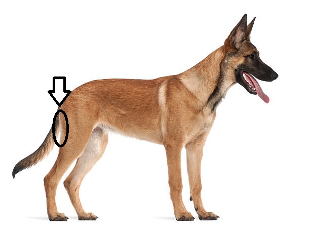 <p>What type of injection is given in the semitendinosus?</p>