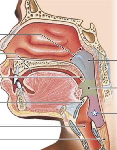 <p>What is this structure?</p>