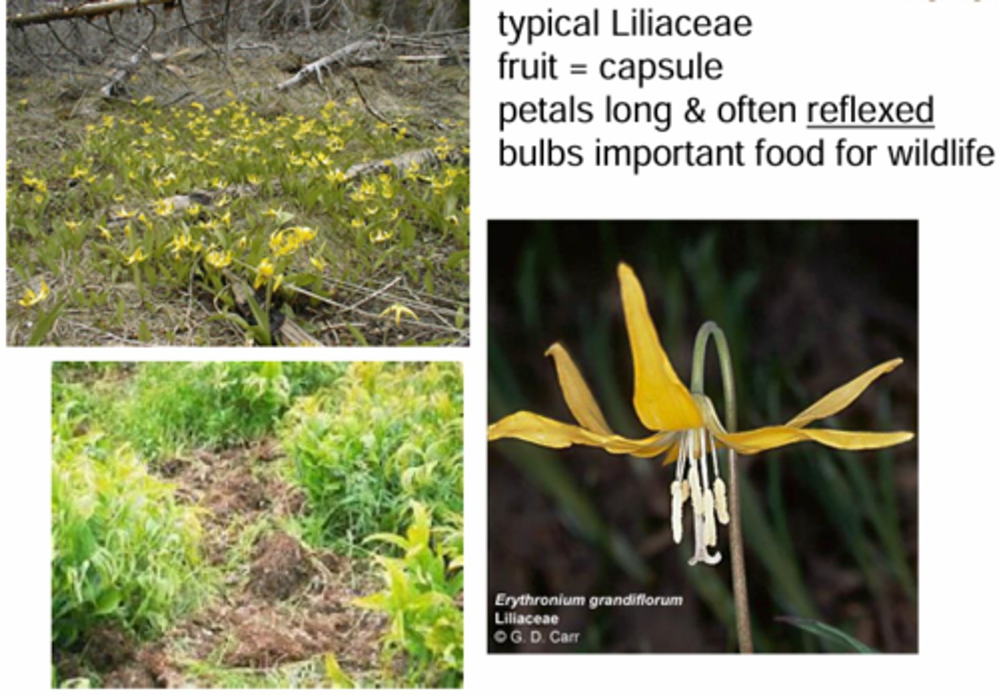 <p>What genus has these characteristics? </p><p>fruit = capsule </p><p>petals long &amp; often reflexed </p><p>bulbs important food for wildlife</p><p>Typical Liliaceae: </p><p>Flowers: Regular, Perfect </p><p>(6, 6, 3) </p>