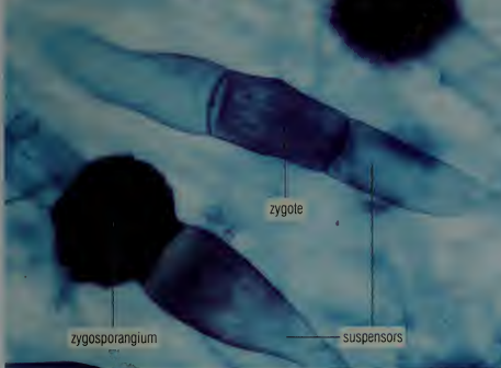 <p>what process is happening</p>