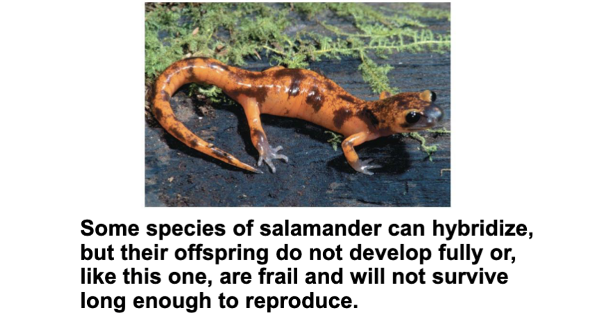 <ul><li><p>Postzygotic barrier</p></li><li><p>hybrids do not develop fully or are unable to reproduce due to interactiion of parental genes</p></li></ul><p></p>