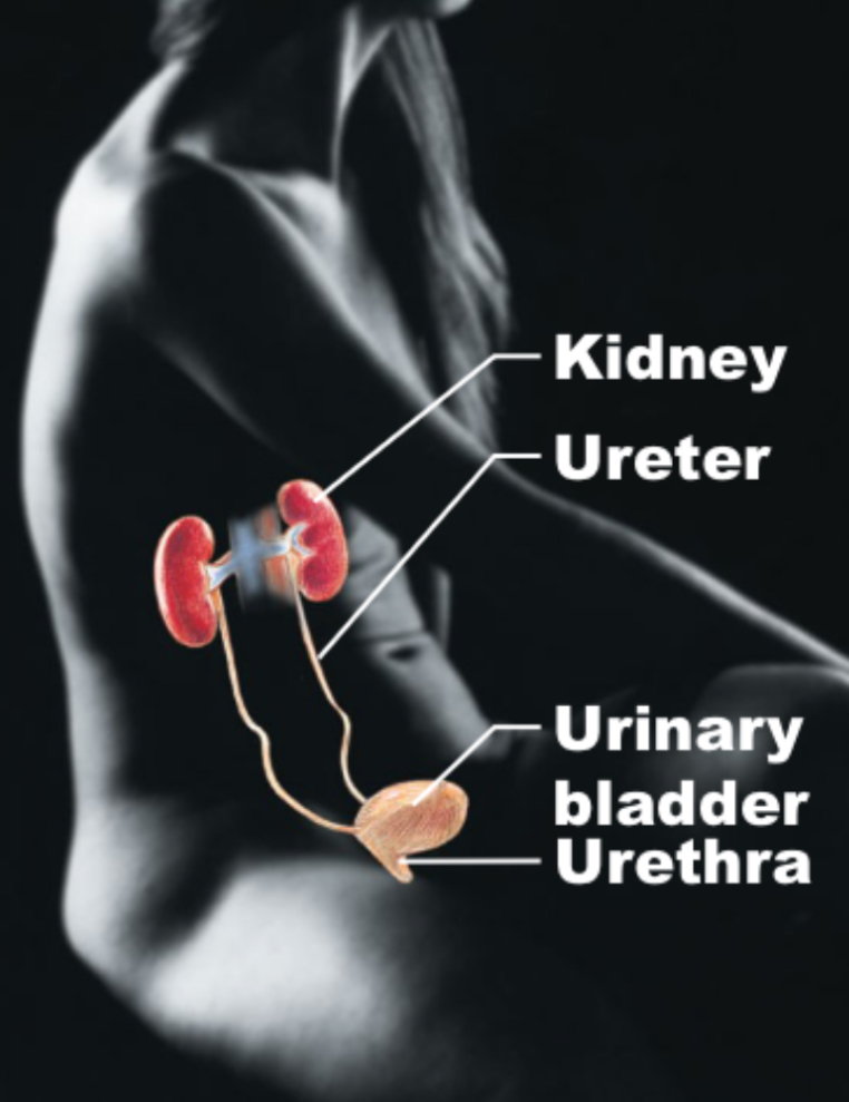 <p>Urinary</p>