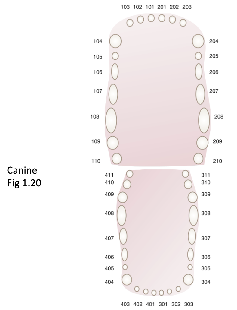 <p>Dental charting</p>