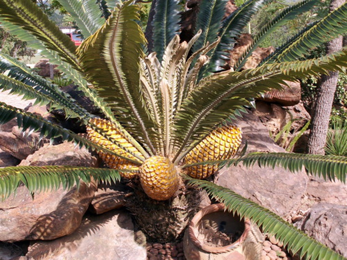 <p>What phylum is this organism in?</p>