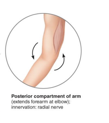<p><strong>Posterior Arm compartment</strong></p>