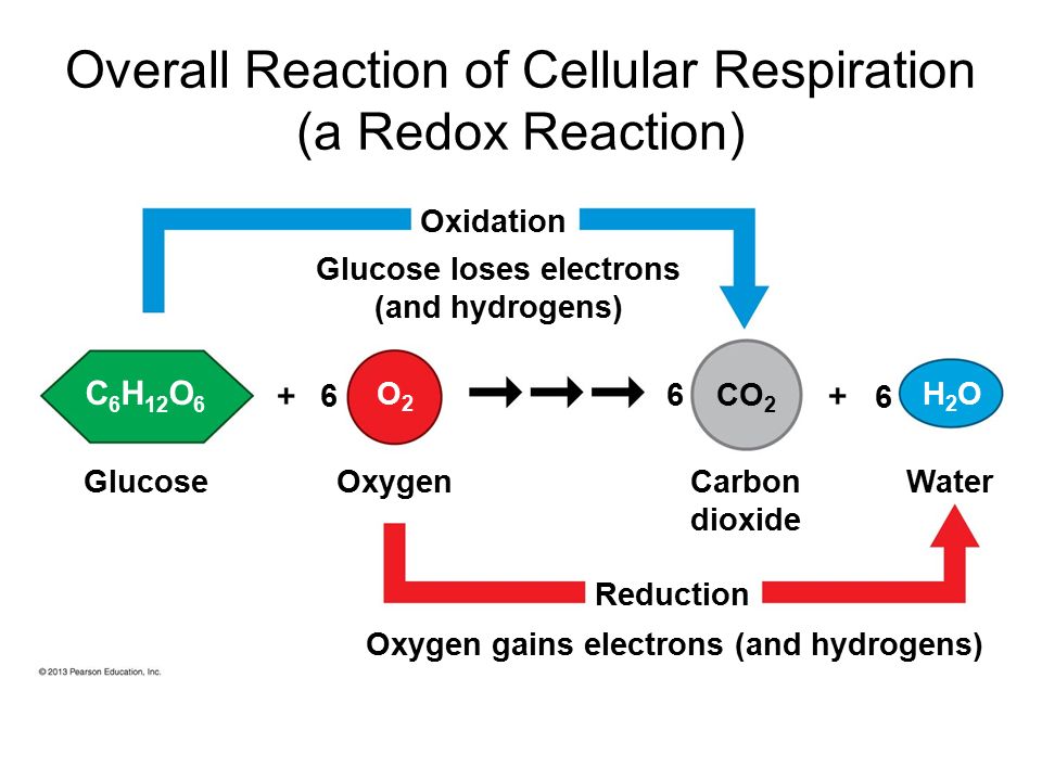 <ul><li><p>1 Glucose reacts with 6 O2</p></li><li><p>producing 6 CO2 and 6 H20</p><ul><li><p>opposite for photosynthesis</p></li></ul></li></ul><p></p><ul><li><p>glucose loses hydrogens and electrons in the presence of oxygen, forming CO<sub>2</sub>.</p><ul><li><p>This is an oxidation reaction.</p></li></ul></li><li><p>On the other hand, oxygen gains hydrogens and electrons, forming water.</p><ul><li><p>This is a reduction reaction.</p></li></ul></li><li><p>As oxidation and reduction are happening simultaneously, it is a REDOX reaction.</p></li></ul><p></p><p>Oxidation and reduction always happen side by side and hence the combination of the two is referred to as REDOX reaction, as displayed in the following image.</p>