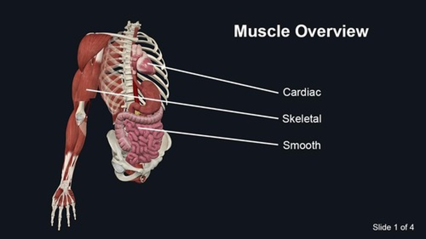 <p>Bundle of spinal nerves below the conus medularis.</p>