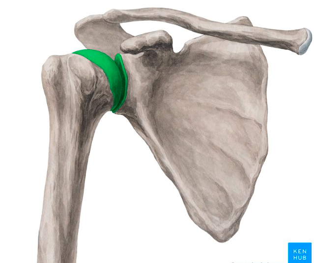 <p>What is the <strong>Green </strong>highlighted joint called?</p>
