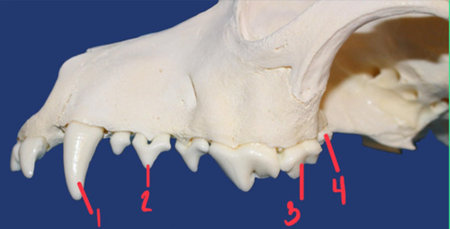 <p>What is the number according to the triadan system for 4? How many roots does it have and what animal is this?</p>