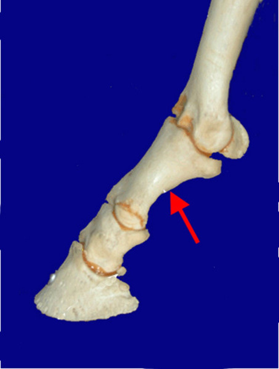 <p>Pastern</p>