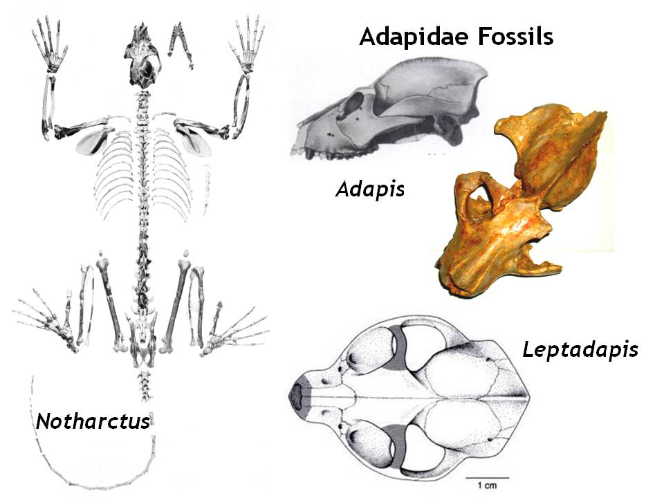 <p>Have most of the diagnostic traits of the Suborder Strepsirrhini and appear to be early members of the lineage that gave rise to today's lemurs, lorises, and galagos</p>