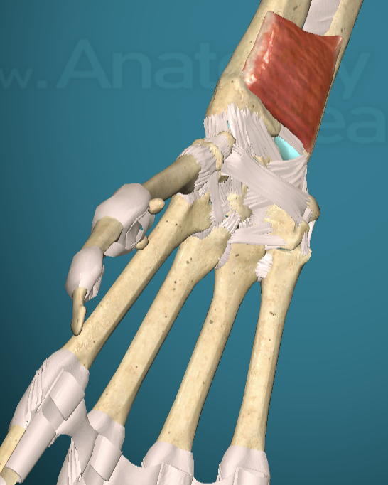 <p>Pronator Quadratus Main Action </p>