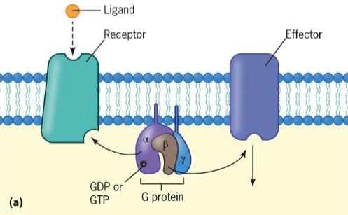 <ul><li><p>largest superfamily of proteins encoded by animal genomes (1000s)</p></li><li><p>7 α-helical transmembrane domains</p></li><li><p>interact with heterotrimeric G Proteins</p></li><li><p>capable of binding diverse array of ligands</p></li><li><p>receptor isoforms have different affinities for ligand or interact with different types of G proteins</p></li></ul><p></p>