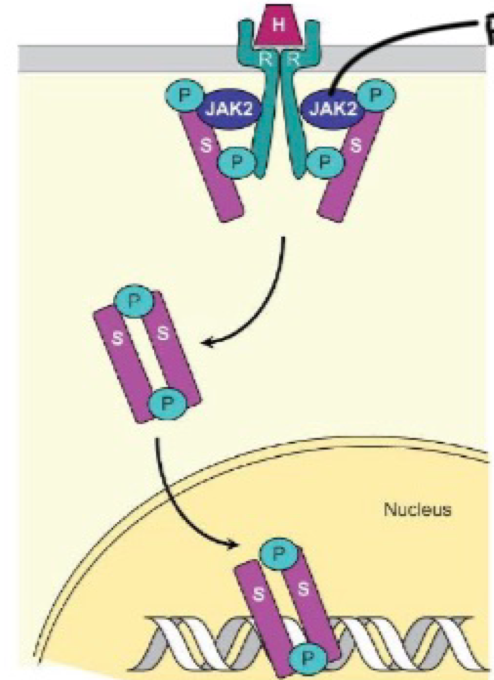 <p>glycoprotein&nbsp;</p>