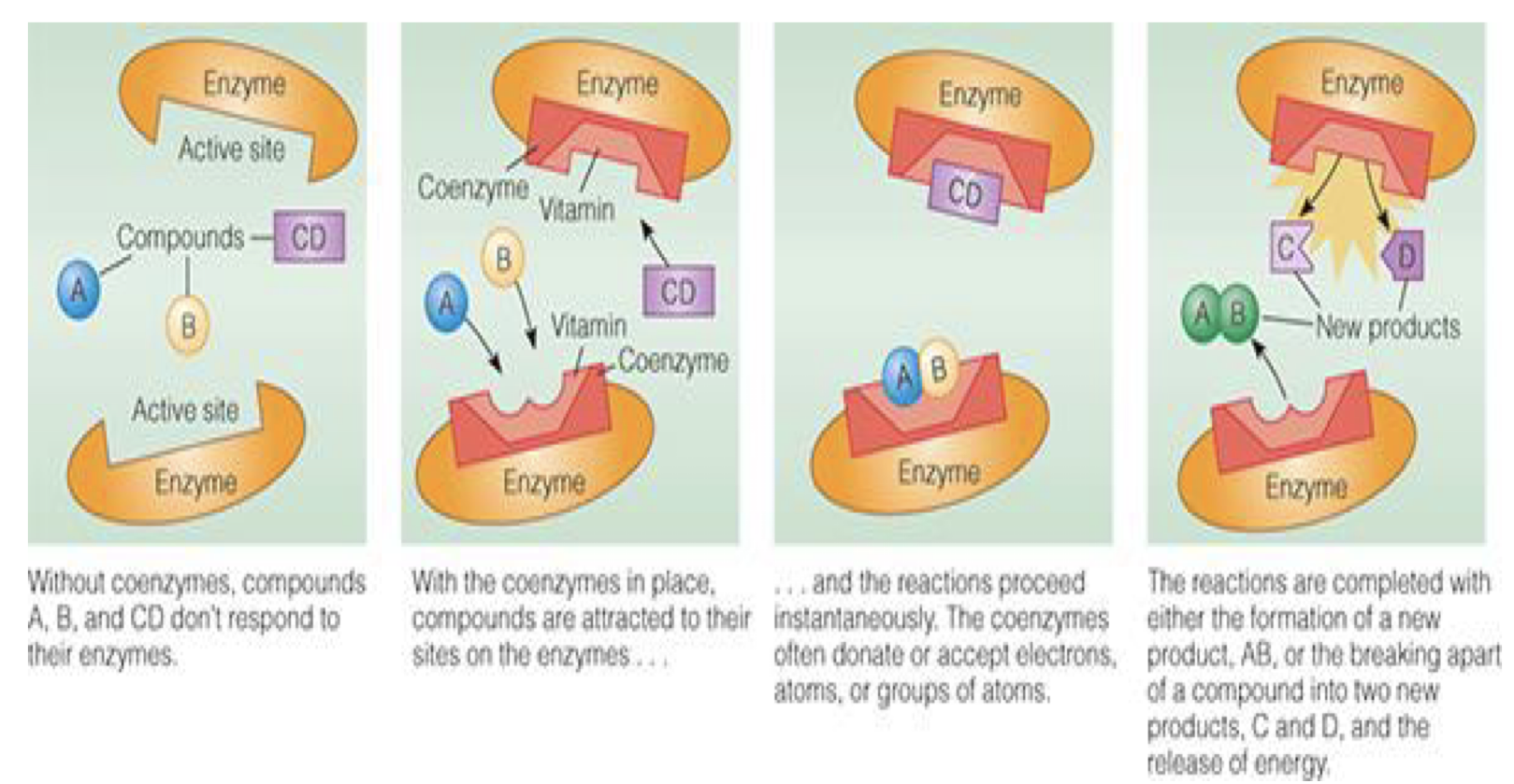 <p>required for most enzymes to function!</p>