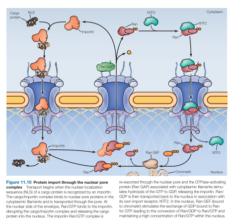 <p>Activates hydrolysis of GTP to GDP</p><p>Bound to the outer pore</p>