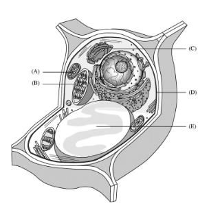 <p>a (mitochondria)</p>