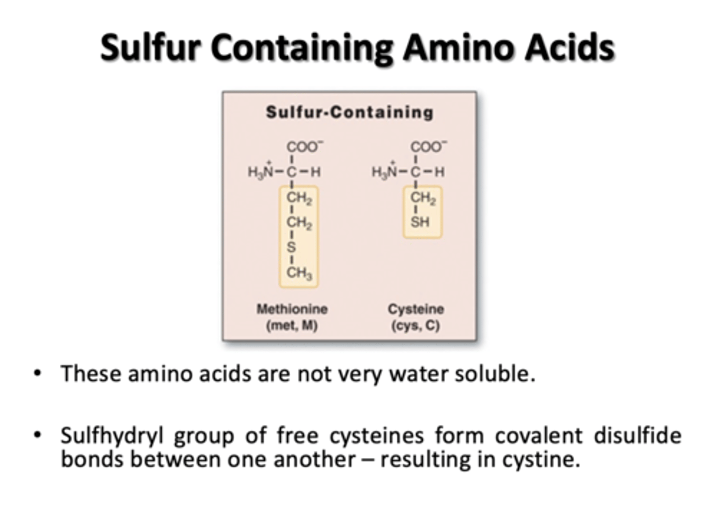 <p>Methionine and Cysteine</p>