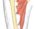 <p>adduct thigh</p>