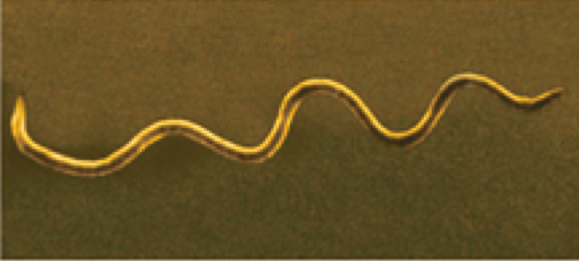 <p>Type of spiral bacteria</p>